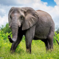 OldElephant (大象)