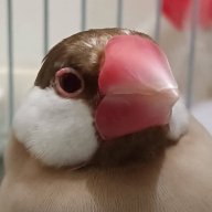 艾華子