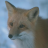 mahrifox